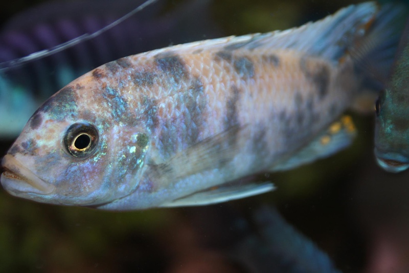 Maylandia zebra 'Jalo Reef'